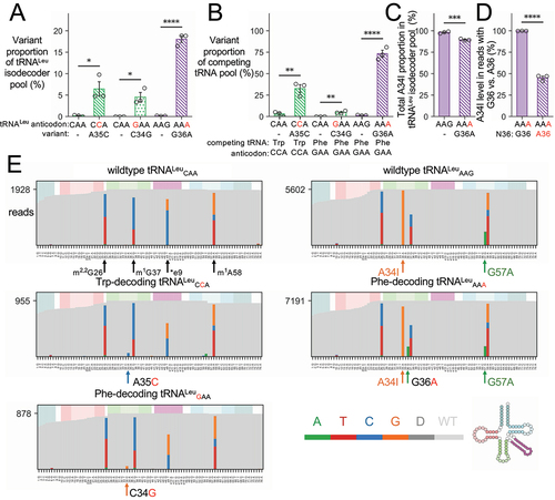 Figure 3. OTTR-seq analysis of N2a cells expressing wild-type human tRNA or anticodon variants.