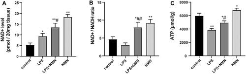 Figure 4. The impact of NMN on NAD+ and ATP levels in lung tissues. (A) The levels of NAD+ were determined with an NAD/NADH Assay Kit. (B) NAD+/NADH ratio in lung tissues. (C) ATP content was also detected in this part of the study. Data are expressed as mean ± SD using one-way ANOVA followed with Bonferroni test. *p < 0.05, **p < 0.01 vs. control and #p < 0.05, ##p < 0.01 vs. LPS group.