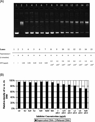 Figure 4 Interfering activity of CPT on DNA topoisomerase I. (A) Agarose gel photograph of the plasmid supercoil relaxation assays in the presence of varying concentrations of CPT. Lane 1, pBR322 plasmid DNA without enzyme; lane 2, supercoil relaxation with 1 unit of DNA topoisomerase I; lanes 3–15; same as lane 2 in the presence of decreasing concentrations of CPT (1.0 to 6.0 × 10−4 µg/µl). (B) Quantitative assesment of dose-dependence of the inhibition obtained with CPT. The percent of sc versus rlx DNA density is shown for each bar. See “Materials and Methods” for the details of sample treatments and gel electrophoresis conditions.