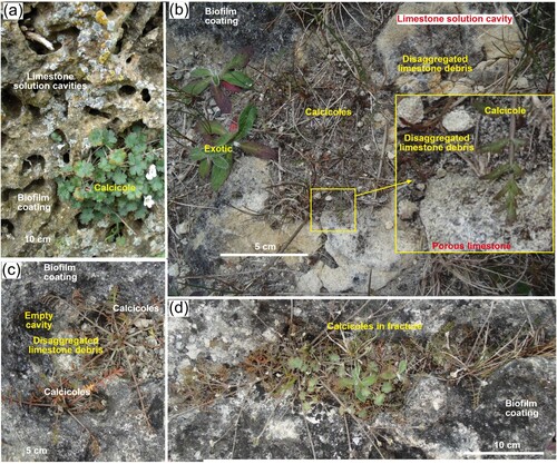 Figure 6. Calcicole microhabitats in solution cavities on limestone outcrop surfaces at the Anatini site. Grey-black surfaces represent variable thicknesses of biofilm coating limestone. A, Honeycomb weathering cavities on the vertical side of a large boulder, with Geranium socolateum calcicole. B, Flat outcrop surface with cavity that is partially filled with debris (hosting Chaerophyllum novae-zelandiae calcicoles), after wind and rain erosion has removed the upper debris layer, exposing white limestone surface. Inset shows enlarged view of calcicole microhabitat on porous limestone and debris. C, Chaerophyllum calcicoles in partially filled cavities, with an adjacent empty cavity. D, Elongate cavity is controlled by a steep fracture in outcrop and hosts Geranium and Chaerophyllum calcicoles.