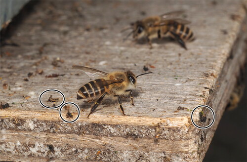Figure 1. Materials (examples circled) applied by Japanese honey bees to the landing board in front of the entrance to their hive.