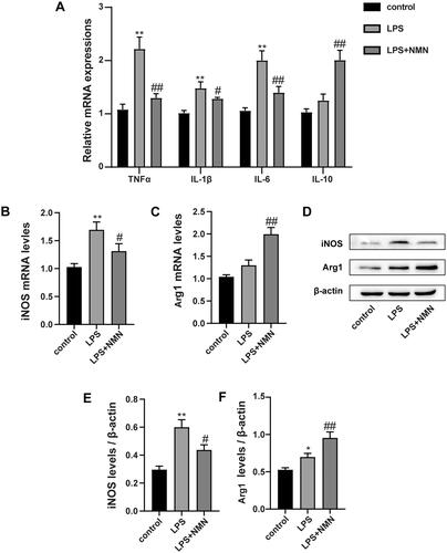 Figure 2. NMN promotes M2-type macrophage polarization in LPS-stimulated MH-S cells. (A) Relative mRNA expressions of IL-1β, TNF-α, IL-6 and IL-10 were detected. (B) Representative mRNA levels of iNOS. (C) Representative mRNA levels of Arg1. (D–F) Representative blots and relative expressions of iNOS and Arg1 in MH-S cells. Data are presented as mean ± SD and analysed by one-way ANOVA corrected with Bonferroni test. *p < 0.05 and **p < 0.01 relative to controls, #p < 0.05 and ##p < 0.01 relative to LPS group, respectively.
