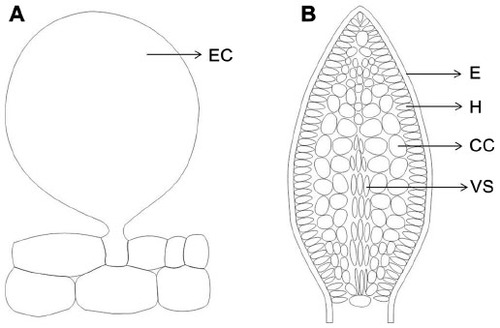 Figure 3 Comparison of the anatomical structure of food bodies in Piper and Acacia cornigera.