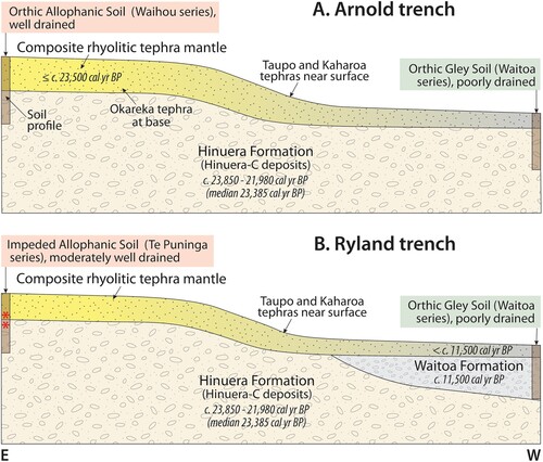 Figure 6. Schematic diagram of the general stratigraphy and chronology of the Arnold (A) and Ryland (B) trenches as east-west cross sections spanning the Te Puninga Fault, showing two or three main stratigraphic units, respectively, and associated pedological soils at the land surface. The surface soil classifications are based on Hewitt (Citation2010) and Hewitt et al. (Citation2021a, Citation2021b); the soil series names are from Wilson (Citation1980). Age on Hinuera C deposits based on this study (Table 1); age on base of tephra mantle (in Arnold trench) is based on likely presence of Okareka tephra (c. 23,500 cal yr BP), identified by Hughes (Citation2023); age on Waitoa Formation is from this study (Table 1). In Ryland trench, the asterisks in the soil profile represent redox features. Both sketches mimic the trench walls but are not to scale.