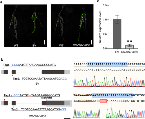 Figure 5. Identification and characterization CR-CsMYB36 mutant hairy roots. (A) GFP report gene in positive hair root identification. Scale bars, 2 cm. (B) Maps of EV (empty vector) and CR-CsMYB36. The red arrows indicate primer binding sites for genotyping. Black blocks indicate coding sequence (CDS), and gray block indicate untranslated region (UTR). Scale bars, 200 bp. (C) Expression of CsMYB36 in EV and CR-CsMYB36. Statistical significance was evaluated by student’ s t test; **p <. 01. n ≥ 5.