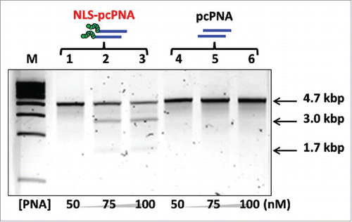 Figure 6. Site-selective scission of double-stranded DNA by artificial DNA cutters composed of NLS-pcPNAs at high NaCl concentration (100 mM) at 50°C for 16 h. The scission mixtures involve [DNA substrate (4,733 bp)] = 4 nM, [HEPES (pH 7.0)] = 5 mM, and [Ce(IV)-EDTA] = 100 μM. The invasion complexes were prepared by incubating the mixtures at 50°C for 2 h. Reproduced by permission from ref. 37.