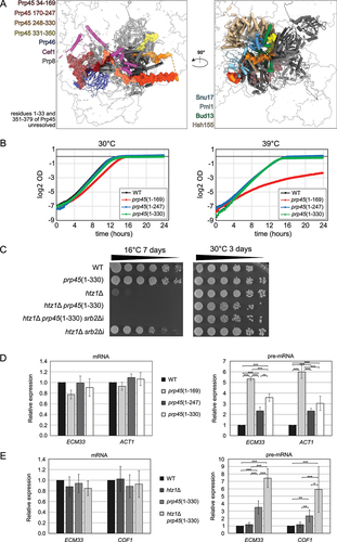 Figure 5. Less extensive truncation of Prp45 is sufficient to cause htz1-dependent pre-mRNA accumulation. (A) extended chain of Prp45 connects distinct parts of the spliceosomal architecture. In yeast Bact spliceosome (structure 5gm6; [Citation54]), Prp45 contacts extensively Prp8 (grey) and more than 10 other proteins. We highlighted Prp46 (dark blue), Cef1 (purple), Bud13 (green), Snu17 (blue grey), Pml1 (light blue), and Hsh155 (ocre). The Prp45 fragments are coloured in dark red (1–169), orange (170–247), light orange (248–330), and yellow (331–350). The complex was visualized using ChimeraX [Citation86]. Prp45(1–169) lacks parts of the chain that lines the interface between Prp8 (RT-like domain) and Cef1 (left). Prp45(1–247) is devoid of the contacts to the RES complex components (Pml1, Snu17 and Bud13) and the RNAse H-like domain of Prp8 (right). Truncation of the C-terminal 49 amino acids in Prp45(1–330) should impinge on the interactions with Prp8, Ist3, and Hsh155. Amino acids 1–30 and 350–379 (C-term) were not resolved in the structure and may contain additional interacting partners. (B) growth rate comparison of prp45(1–169), prp45(1–247), and prp45(1–330) cells. Cultivations in YPAD at 30°C were monitored using VarioSkan. In contrast to prp45(1–169) cells, the growth of prp45(1–247) and prp45(1–330) mutants was indistinguishable from the WT strain. (C) Intron deletion of SRB2 partially repaired the cold sensitive growth phenotype of htz1Δ mutant but not of the double mutant htz1Δ prp45(1–330). Cells were cultivated to mid-log phase, serially diluted (ratio 1:4), spotted onto YPAD plates, and incubated at 16°C or 30°C for the indicated number of days. (D) prp45(1–247) and prp45(1–330) mutants accumulated increased levels of pre-mRNA. The mRNA (left) and pre-mRNA levels (right) of ECM33 and ACT1 genes were measured by qPCR in WT, prp45(1–169), prp45(1–247), and prp45(1–330) cells. While the mRNA levels were approximately the same in all four strains, the pre-mRNAs were accumulated to the highest extent in prp45(1–169), followed by prp45(1–330). qPCR values were normalized to TOM22 mRNA and expressed relative to WT strain. Error bars represent the standard deviation of four biological replicates for WT and prp45(1–169) cells and six biological replicates for prp45(1–247) and prp45(1–330) cells. (E) prp45(1–330) and htz1Δ negatively interacted on the level of pre-mRNA accumulation. The mRNA (left) and pre-mRNA levels (right) of ECM33 and COF1 genes were measured by qPCR in WT, htz1Δ, prp45(1–330) and htz1Δ prp45(1–330) cells. The pre-mRNAs showed highest accumulation in the double mutant. qPCR values were normalized to TOM22 mRNA and expressed relative to WT strain. Error bars represent the standard deviation of 8 biological replicates. Statistical significance of the differences between strains in (D) and (E) is indicated as (*) for p ≤ 0.05, (**) for p ≤ 0.01, and (***) for p ≤ 0.001 based on the t-test with Holm correction for multiple testing (see methods and STab. 11).