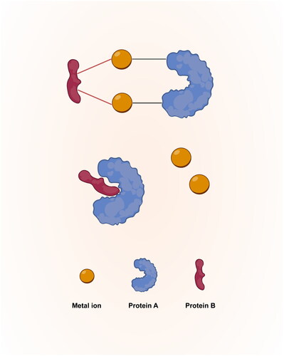 Figure 1. Metal ions serve as matchmakers and coordinate the interaction of protein subunits.