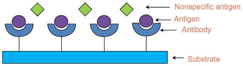 Figure 6 Antigen-antibody interaction taking place at the surface of the transducer.