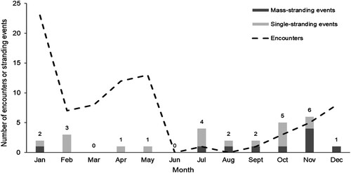 Figure 3. Summary of encounters with pilot whales (n = 81) and pilot whale stranding events off eastern New Zealand by month, between 2003 and 2019 (n = 27). Numbers above the bars are total numbers of strandings for each month. Stranding data includes entries for both ‘Globicephala melas’ (n = 20) and ‘Globicephala sp.’ (n = 7) from the New Zealand Whale Stranding Database (Department of Conservation Citation2019).