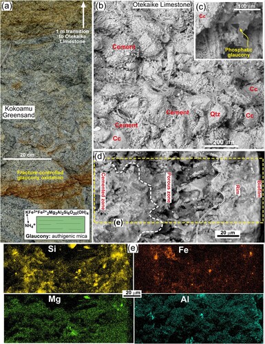 Figure 3. Outcrop appearances of Otekaike Limestone. A, Glaucony (dark) and calcite (pale) in greensand in transition to the base of Otekaike Limestone at the Earthquakes site (Figure 2D). Inset summarises glaucony mineralogy. B, Backscatter electron image (BEI) of outcrop limestone from the Anatini site, showing the interior textures and mineralogy of the limestone dominated by calcite shell material (Cc) coated with cement which is mainly 2° calcite with traces of Mg, Al, Si, S and P. C, BEI view of limestone cement with P-rich glaucony. D, BEI view of a section through the outer margin of outcrop limestone from the Anatini site, with biofilm (right, dark) showing textural zonation. E, EDS element maps of the indicated area in e, showing relative distributions of Si, Mg Fe, and Al. Brighter patches in each map are well-defined mineral grains; paler zones are indications of dispersed elemental concentrations near to background levels (∼0.5 wt%).
