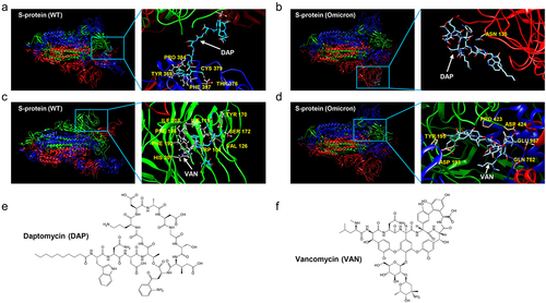 Figure 1. The docking profiling of the binding complex of antibiotics with S-protein of SARS-CoV-2 and Omicron variant (B1.1.529). (a). Binding docking of DAP with the WT S-protein. DAP is located in the cavity near the Cys379 site of S-protein. (b). Docking of DAP binding with Omicron (B1.1.529) S-protein. DAP is located near the Asn135 of Omicron (B1.1.529) S-protein and close to the RBD region of the S1 subunit. (c). Docking of VAN binding with WT S-protein. VAN is located in the RBD region of WT S-protein. (d). Docking of VAN binding with Omicron (B1.1.529) S-protein. VAN is located in the RBD region of Omicron (B1.1.529) S-protein. (e-f). Chemical structure of DAP (e) and VAN (f). The S-protein is a trimeric protein, the blue, red, and green part of the figure represents different monomers respectively. The white arrow represents the antibiotics, and the yellow section represents amino acids on the S-protein at the binding site. DAP: daptomycin, VAN: vancomycin. WT: SARS-CoV-2 original strain.