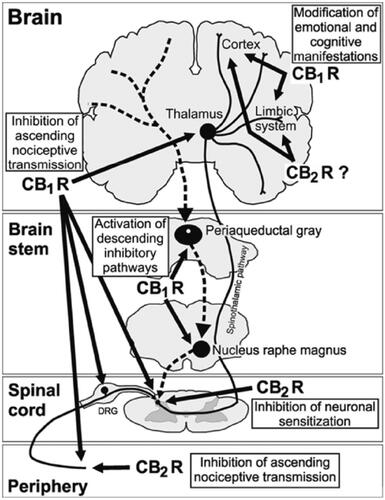 Figure 1 Role of the endocannabinoid system in the control of pain at peripheral, spinal, and supraspinal levels. Cannabinoid receptor activity inhibits the ascending nociceptive transmission, activates the inhibitory descending pathway, and modifies the emotional component of pain. CB1R, Cannabinoid type 1 receptor; CB2R, Cannabinoid type 1 receptor. Reproduced with permission from Maldonado R, Baños JE, Cabañero D. The endocannabinoid system and neuropathic pain. Pain. 2016;157(Suppl 1):S23–S32. Available from: https://insights.ovid.com/article/00006396-201602001-00005.Citation40