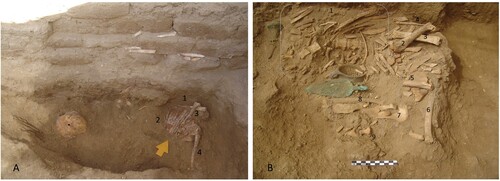 Figure 6. Animal deposits in Tomb I (context 11024). A) Ovicaprids: 1) tibia, 2) ribs, 3) humerus, and 4) tibia ( = human skull). B) Ovicaprids: 1) ribs, 2) humerus, 3) radius, 4) ulna, 5) tibia, 6) tibia, 7) coxal, 8) rib, and 9) sternum and intercostal bones.