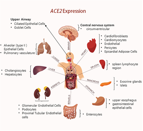 Figure 2 Distribution of ACE2 expression.