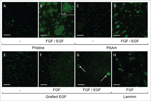 Figure 5. Representative fluorescence imaging (SYTOX) for NSLCs cell proliferation after 10 d of culture on pristine (A, B), PAAm-grafted (C, D), EGF-grafted (E, F, G) and laminin-coated PLA mats (H). Cells were cultured in basal medium (denoted “-”) or basal medium supplemented with FGF only (denoted FGF) or a mix of FGF and EGF (FGF/EGF). Scale bars correspond to 400 µm.