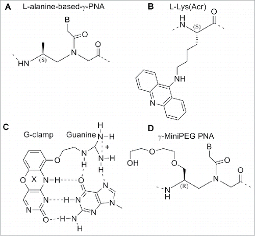 Figure 15. Structure of L-alanine-based-γ-PNA, acridine-linked-L-lysine, G-clamp base pair, γ-MiniPEG PNA. Structures adapted from Refs. 118–121