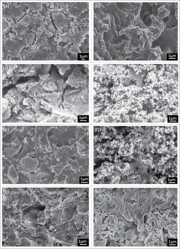 Figure 5. SEM images of the cements with wollastonite after soaking in SBF solution. (A) GIC after 1h, (B) GIC after 7 d, (C) 10% wollastonite after 1 h (D) 10% wollastonite after 7 d, (E) 20% wollastonite after 1h, (F) 20% wollastonite after 7 d, (g) 30% wollastonite after 1h, (h) 30% wollastonite after 7 d.