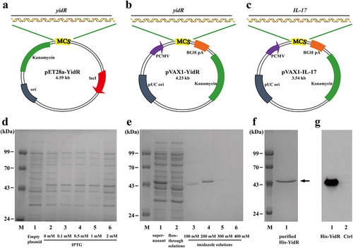 Figure 1. Characterization of recombinant plasmids and recombinant protein His-YidR. (a–c) Schematic representation of pEt28a-YidR (a), pVAX1-YidR (b), and pVAX1-IL-17 (c) plasmids. (d) Expression of His-YidR were detected by coomassie-stained SDS-PAGE gels. M, protein marker; 1, total bacterial proteins in E. coli BL21 (DE3) containing pET-28a plasmid; 2–6, the E. coli BL21 (DE3) containing pEt28a-YidR was induced by IPTG at different concentration (0mM, 0.1mM, 0.5mM, 1.0mM, 2mM). (e) Purification of His-YidR were analyzed with Coomassie-stained SDS-PAGE gels. M, protein marker; 1, supernatant from whole-cell lysates; 2, flow-through solutions; 3–6, the recombinant protein His-YidR was purified by four concentrations of imidazole solutions (100mM, 200mM, 300mM, and 400mM). (f) The purified His-YidR was further concentrated by ultrafiltration device as shown in line 1. The position of the 49.5 kDa His-YidR band is pointed out by the arrow. (g) The separated proteins were transferred to polyvinylidene difluoride and detected by western blotting. 1, purified His-YidR; 2, control, total bacterial proteins in E. coli BL21 (DE3) containing pET-28a plasmid.