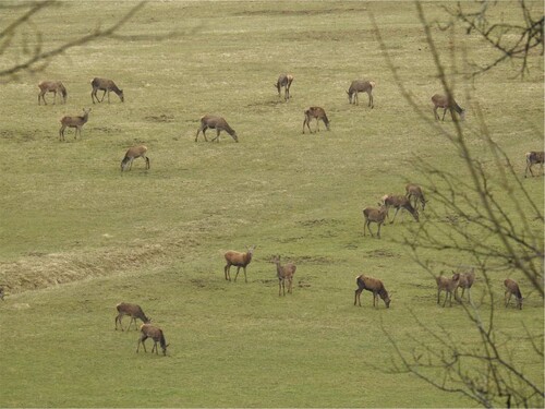 Figure 1. Due to the large number of deer in the area of SE Slovenia where our research was carried out, red deer also graze on permanent grassland during the day (photo: Dušan Glušac).