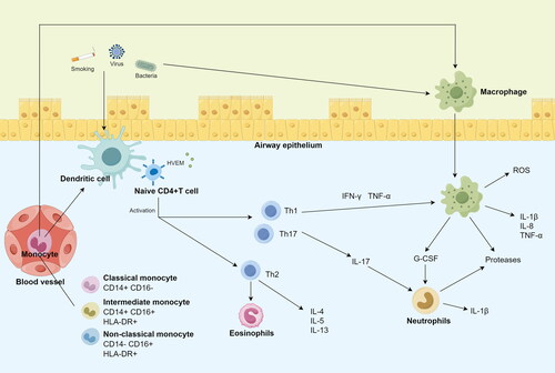 Figure 5. Schematic diagram illustrating how immune cells act on the airways.