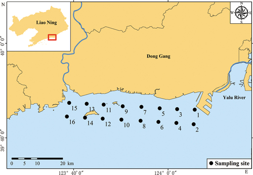Figure 1. Sampling sites in Yalu River Estuary, China.