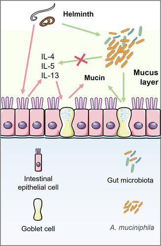 Figure 1. Akkermansia muciniphila is involved in mucin production by goblet cells independent on type 2 immunity.