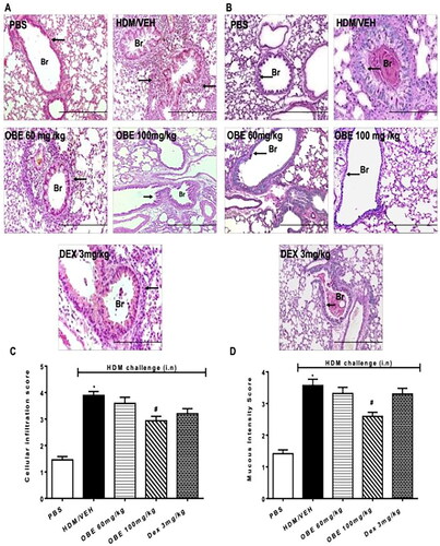 Figure 7. Effect of preventive treatment with OBE, at doses of 60 and 100 mg/kg; i.p., on the HDM-induced airway inflammation and airway remodeling. Histopathological changes displaying (A) H&E and (B) PAS staining of lungs sections from all treatment groups; PBS-challenged mice pre-treated with vehicle (PBS group), HDM-challenged mice pre-treated with vehicle (HDM group), HDM-challenged mice pre-treated with OBE (60 mg/kg; i.p) (OBE 60 group), HDM-challenged mice pre-treated with OBE (100 mg/kg; i.p.) (OBE 100 group) and HDM-challenged mice pre-treated with DEX (3 mg/kg; i.p.) (DEX group); scale bar = 200 µm. Bar graphs illustrate (c) cellular infiltration and (d) mucous intensity score for H&E and PAS staining, respectively. Data are expressed as mean ± SEM (n = 11-15). *p < 0.05 vs. PBS and #p < 0.05 vs. HDM (H&E - ANOVA followed by bonferroni post hoc test, PAS - Kruskal-Wallis test followed by Dunn’s multiple comparison test). Br = bronchioles. Arrows indicate peribronchial and perivascular inflammation (H&E) or significant bronchial mucus production and goblet cell hyper/metaplasia (PAS).