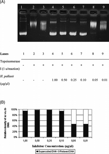 Figure 1 Interfering activities of selected Helichrysum. taxa on DNA topoisomerase I. (A) Agarose gel photograph of the plasmid supercoil relaxation assays in the presence of varying concentrations of H. pallasii.. Lane 1, pBR322 plasmid DNA without enzyme; lane 2, supercoil relaxation with 1 unit of DNA topoisomerase I; lane 3, same as lane 2 in the presence of DMSO; lanes 4–9; same as lane 2 in the presence of decreasing concentrations of H. pallasii. extracts (1.0 to 0.01 µg/µl). (B) Quantitative assesment of dose-dependence of the inhibition obtained with H. pallasii.. The percent of sc versus rlx DNA density is shown for each bar. See “Materials and Methods” for the details of sample treatments and gel electrophoresis conditions.