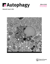 Cover image for Autophagy, Volume 20, Issue 3, 2024