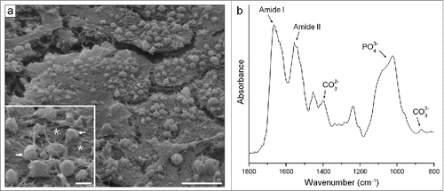 Figure 10. Typical characteristics of the bone-like matrix produced in all analyzed conditions. (A) Scanning electron micrograph. The well-developed cell layers were seen along with numerous globular accretions (see arrows in the inset) associated with an extensive mesh of randomly oriented fibrils (see asterisks in the inset). (B) FTIR spectra. Note bands of PO43− and CO32− from the carbonated apatite mineral and of Amide I and II from the organic matrix proteins. Scale bar: (a) 10 μm; (inset) 2 μm.