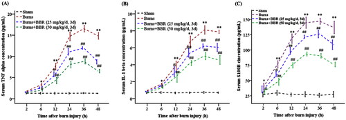 Figure 1. BBR pretreatment lowered serum TNF-α, IL-1β and S100B levels in burned mice. Mice were assigned into sham, burns, burns plus BBR (25 mg/kg/d, 3 d), or burns plus BBR (50 mg/kg/d, 3 d) group. At indicated timepoints (2, 6, 12, 24, 36, 48 h postburn) 4 mice were euthanized. Blood samples were centrifuged and serum TNF-α (A), IL-1β (B) and S100B (C) levels were assayed by ELISA. Data were expressed as mean ± SD. *p < 0.05, **p < 0.01 vs. Sham; #p < 0.05, ##p < 0.01 vs. Burns.