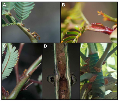 Figure 1 Rewards produced by myrmecophytic plants to establish stable obligate symbiotic mutualisms with ants.