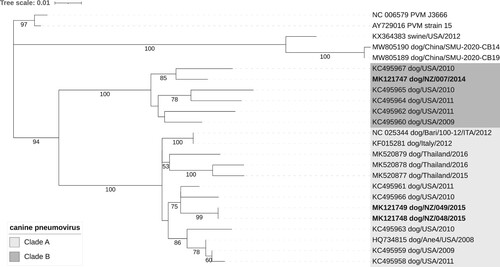 Figure 2. Evolutionary relationships of canine pneumoviruses based on the analysis of glycoprotein G amino acid sequences (n = 24). The evolutionary history was inferred by using the maximum likelihood method and the JTT matrix-based model (Jones et al. Citation1992). The tree with the highest log likelihood ( –2,648.85) is shown. The percentage of trees in which the associated taxa clustered together in a bootstrap test (100 replicates) is shown below the branches (only values ≥ 50% are shown). Initial tree(s) for the heuristic search were obtained automatically by applying Neighbor-Join and BioNJ algorithms to a matrix of pairwise distances estimated using the JTT model, and then selecting the topology with superior log likelihood value. A discrete Gamma distribution was used to model evolutionary rate differences among sites (five categories (+G, parameter = 0.6156)). The tree is drawn to scale, with branch lengths measured in the number of substitutions per site. All positions with 90% site coverage were eliminated (i.e. <10% alignment gaps, missing data, and ambiguous bases were allowed at any position (partial deletion option)). There were a total of 414 positions in the final dataset. Evolutionary analyses were conducted in MEGA11 (Tamura et al. Citation2021). Tree was visualised using the Interactive Tree of Life online tool (Letunic and Bork Citation2021).