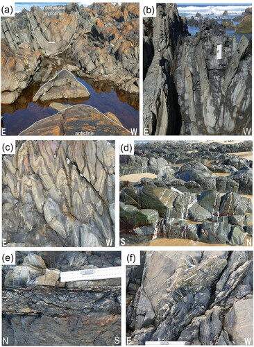 Figure 19. Images showing structures south of the Benadore River. (a) Variations in F2 hinge geometry near Black Cocky Creek with a collapsed syncline sitting on top of the anticline in the foreground. Ruler scale is 25 cm. (b) Tight F2 fold in a laminated shale unit wedged between boudinaged sandstones. (c) East-verging F2 folds in interbedded shales and siltstones. (d) Pervasive quartz-filled tension gashes and en échelon vein arrays normal to F2 fold axes at the south end of Benadore Beach. (e) Early D1 bed-parallel fault with evidence of reactivation and folding of early quartz veins. (f) Reactivated dextral northeast-trending fault with cataclastic material and southerly plunging quartz fibres (white line). This fault obliquely crosscuts bedding that strikes 160°. Scale = 25 cm ruler.
