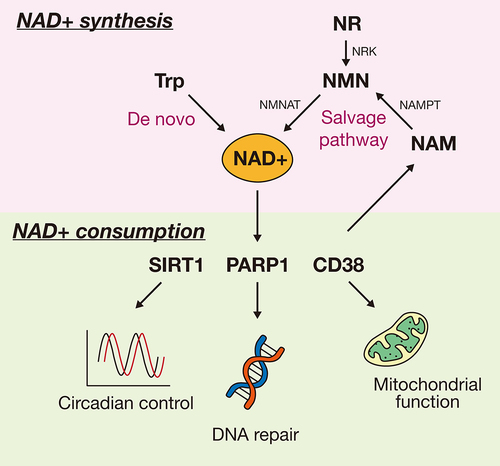 Figure 1. Main pathways of NAD+ synthesis and consumption in mammals. NAD+ is either synthesized from tryptophan (de novo biosynthesis) or from NMN by NMNAT. NMN can be provided by NR and NAM. The synthesized NAD+ is broken down by NAD+-dependent enzymes such as SIRT1, PARP1, and CD38, and therefore the recycled NAM can be re-synthesized to NAD+ via the NAD+ salvage pathway. NAD±consuming enzymes have several functions. For example, SIRT1 controls circadian rhythm, whereas PARP1 and CD38 regulate DNA repair and mitochondrial function, respectively. Trp, tryptophan; NAD+, a reduced form of nicotinamide adenine dinucleotide; NMNAT, nicotinamide mononucleotide adenylyltransferase; NMN, nicotinamide mononucleotide; NR, nicotinamide riboside; NRK, nicotinamide riboside kinase; NAMPT, nicotinamide phosphoribosyltransferase; NAM, nicotinamide; SIRT1, sirtuin 1; PARP1, poly (ADP-ribose) polymerase 1; CD38, cluster of differentiation 38.