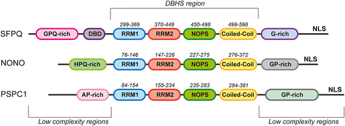 Figure 2. Structure of the DBHS proteins. Schematic representation of the domain organization of the human DBHS family proteins. The core conserved region (DBHS region) contains tandem RNA recognition motifs (RRM1 (blue) and RRM2 (red)), a NonA/paraspeckle domain (NOPS (green)), and a coiled-coil domain (yellow). The N- and C-terminal regions of the proteins are low-complexity regions. The DNA-binding domain in SFPQ is designated as DBD (purple). NLS is a nuclear localization signal.