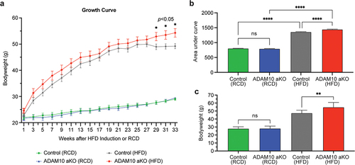Figure 1. ADAM10 aKO mice following 33 weeks of HFD had significantly greater body weight gain compared to control littermates. (a): Body weight changes of control vs ADAM10 aKO mice on regular chow diet (RCD) and high fat diet (HFD). (b): Area Under the Curve (AUC) of control vs ADAM10 aKO mice on RCD and HFD. (c): Body weight of control vs ADAM10 aKO mice on RCD and HFD. Data are shown as mean±SEM. *p < 0.05, **p < 0.01, ***p < 0.001, ****p < 0.0001, ns: no statistical significance.