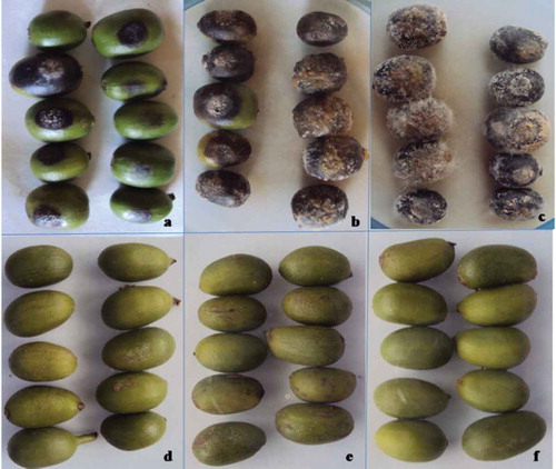 Figure 2. Pathogenicity of isolates of Colletotrichum species on detached berry test on coffee cultivar 370 and (a-c) Disease symptom development on green berries inoculated with isolates of C. kahawae (CBD068) (d) Isolates of C. gloeosporioides (CBD182), (e) Isolates of C. acutatum (CBD154) and (f) Control