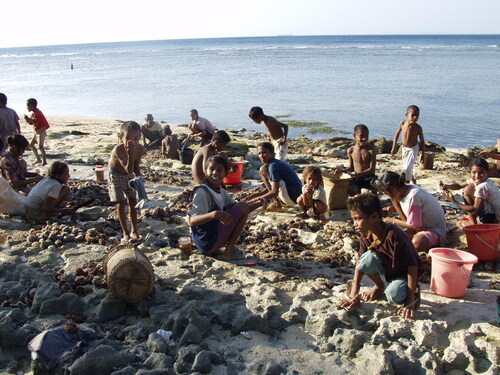 Figure 7. Sea urchin (likely T. gratilla) harvested by reef gleaning during low tide in Timor-Leste, predominantly women and children (O’Connor, Pannell, and Brockwell Citation2013: Figure 3).