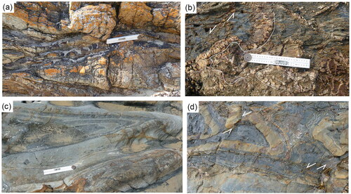 Figure 9. Structures observed in the vicinity of Secret Beach. (a) Elongate boudin and F1 folds in quartz-filled early north–south-trending fault reactivated during the D2 folding event. (b) Early D1 quartz veins folded (curved white lines) and brecciated by quartz-filled fracture sets and a related S3 crenulation in the shale unit. (c) Tight F1 fold in turbidites with the sandstone unit containing rip-up clasts of shale. (d) F1 folds offset by low-displacement sinistral faults. Scale = 25 cm ruler.