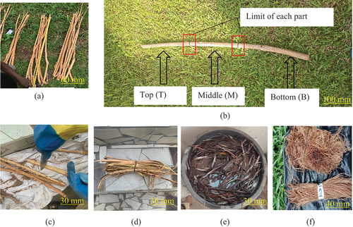Figure 1. Fibre extraction from Grewia Bbicolor; (a) stem harvesting; (b) cutting into parts; (c) stem bark removal; (d) bark; (e) bark soaking;(f) fibre drying.