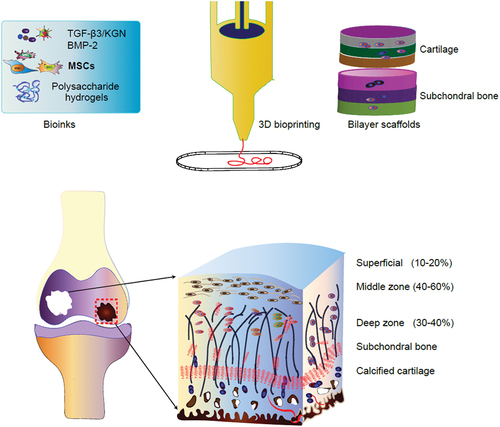 Figure 3. Schematic illustrate of 3D printing bi-layered scaffold for osteochondral defects regeneration.