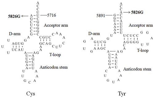 Figure 4 Secondary structure of tRNACys and tRNATyr, arrows indicate the location of m.A5826G mutation, the secondary structure of mt-tRNA genes are derived from tRNA dB database (http://mttrna.bioinf.uni-leipzig.de/mtDataOutput/).