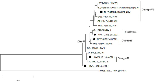 Figure 2 Phylogenetic relationships between the Ethiopian NDV strain genotype (with accession number: ON033821, ON033822, ON033823, ON033824, and ON033825) and reference sequences with accession number: GU182327.1, AY175710.1, AY935490.1, GQ338309.1, JX129807.1, and KC851848.1,Citation24 the out group accession number: HM357606.2,Citation18 based on the partial F gene region nucleotide sequence by MEGA 10.2.4.