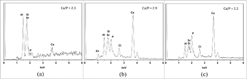 Figure 7. EDX analysis: (A) GIC (B) 20% wollastonite (C) 20% MTA. The specimen was immerged in the SBF for 7 d at 37°C.