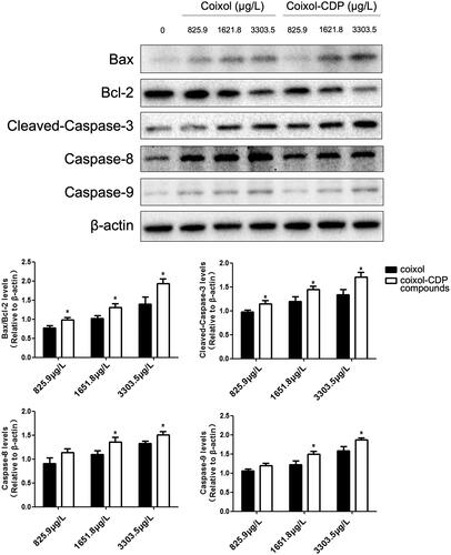Figure 12. The protein levels of cleaved-Caspase-3, Caspase-8, Caspase-9, Bax, and Bcl-2 detected by Western blots (x ± s, n = 3). (*, p < 0.05 vs. corresponding coixol).
