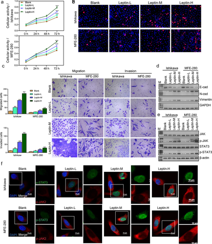 Figure 4. Leptin increased cell migration and invasion, cell activity and proliferation, and promoted the EMT process. (a) CCK-8 assays were performed to evaluate the activity of leptin-treated Ishikawa and MFE-280 cells at time points of 0 h, 24 h, 48 h, and 72 h. (b) EdU staining was used to assess the proliferation of Ishikawa and MFE-280 cells treated with graded concentrations of leptin. (c) Transwell assays were performed to evaluate the migration and invasion abilities of Ishikawa and MFE-280 cell treated with graded concentrations of leptin. (d, e) Western blotting was used to assess the expression levels of EMT biomarkers (E-cad, N-cad, and Vimentin) and JAK2/STAT3 signaling pathway-related proteins in Ishikawa and MFE-280 cells treated with graded concentrations of leptin. (f) If analyses were performed to evaluate the expression levels of p-JAK2 and p-STAT3 in Ishikawa and MFE-280 cells treated with graded concentrations of leptin. *p < 0.05, **p < 0.01, ***p < 0.001 vs. Blank.