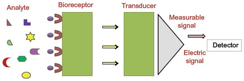 Figure 1 A typical representation of a biosensor.
