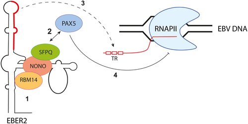 Figure 4. EBER2 interacts with PAX5 through paraspeckle proteins to regulate viral gene expression. The noncoding RNA EBER2, produced by EBV, interacts with SFPQ, NONO, and RBM14 (step 1) to facilitate its association with PAX5 (step 2). The recruitment of the EBER2-PAX5 complex is orchestrated through base-pairing interactions between EBER2 and the TR region, located in the first intron of the viral transcripts encoding latent membrane protein (LMP) (step 3). The EBER2-PAX5 complex exhibits asuppressive function, regulating the transcription of LMP genes (step 4).